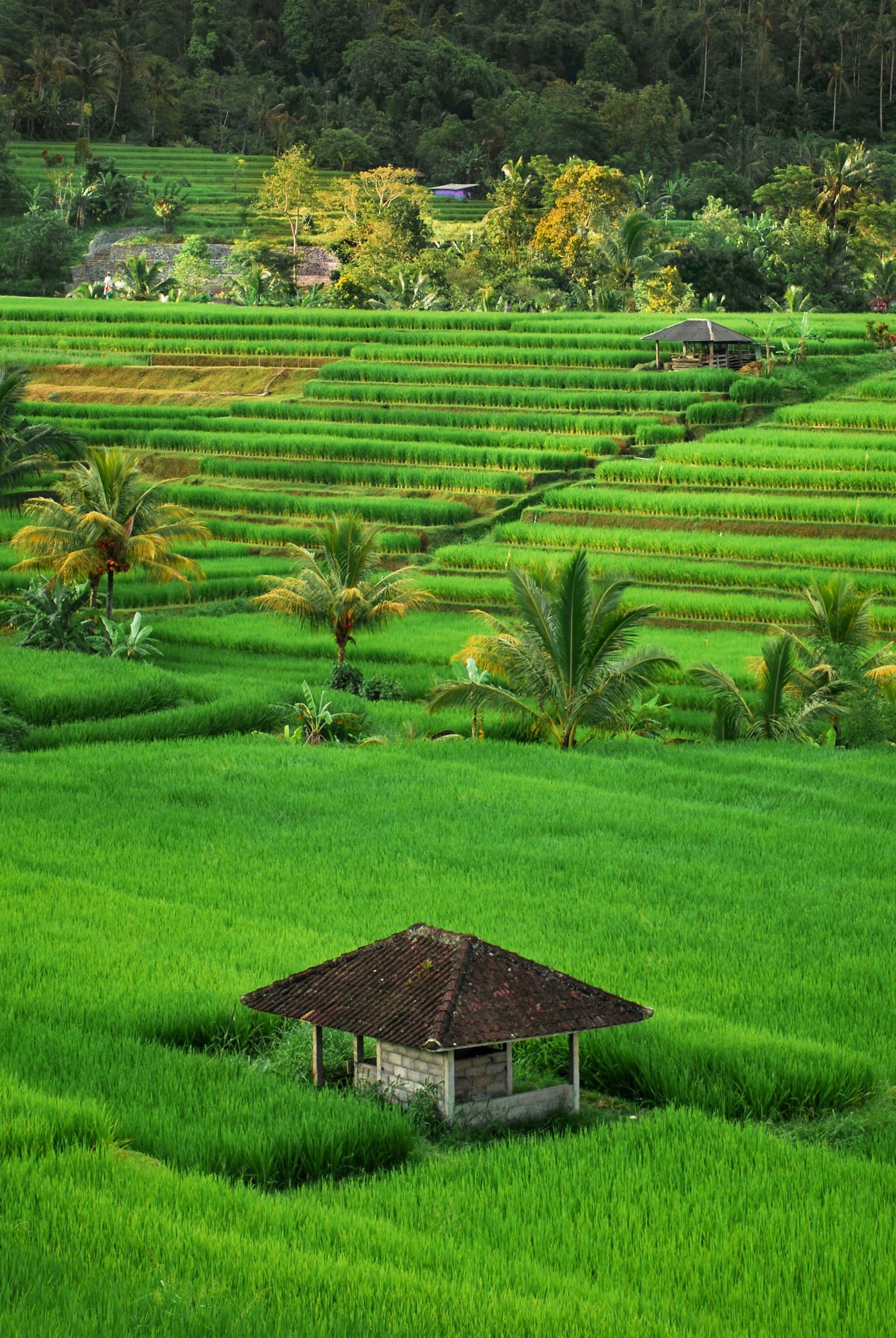 Bali mountain and lake landscape
